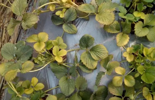 妞嶇墿钀ュ吇閭ｄ簺浜嬪効鈥斺€旈搧鍏冪礌