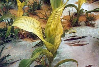 妞嶇墿钀ュ吇閭ｄ簺浜嬪効鈥斺€旈搧鍏冪礌