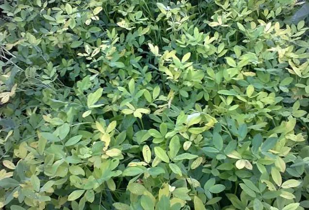 妞嶇墿钀ュ吇閭ｄ簺浜嬪効鈥斺€旈搧鍏冪礌