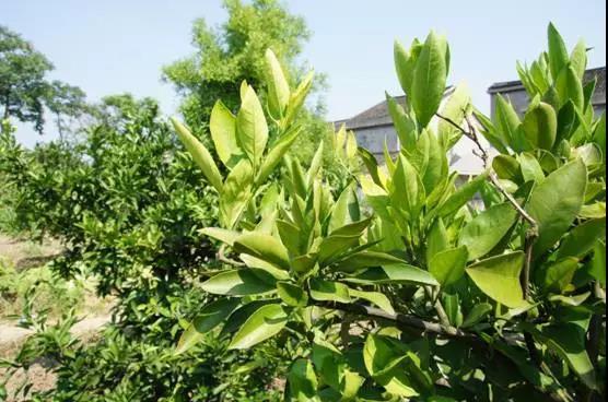 妞嶇墿钀ュ吇閭ｄ簺浜嬪効鈥斺€旈搧鍏冪礌