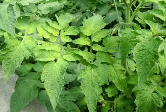 妞嶇墿钀ュ吇閭ｄ簺浜嬪効鈥斺€旈搧鍏冪礌