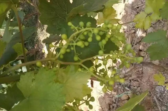 妞嶇墿钀ュ吇閭ｄ簺浜嬪効鈥斺€旈搧鍏冪礌