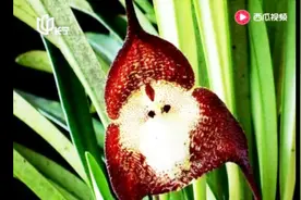 长着猴脸的兰花你见过没？上海国际兰展谢幕 珍稀兰花被保存视频封面