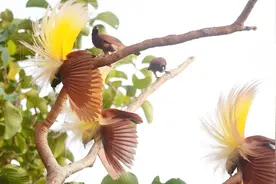 动物到底如何找对象的呢？答案比你想的大胆多了！