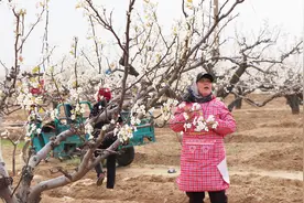 实拍：烟台莱阳照旺庄镇的梨花盛开，梨园里一片美景视频封面