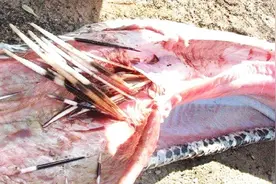 真的是撑死胆大的！贪吃蟒蛇吞食大豪猪，后被刺穿内脏死亡！