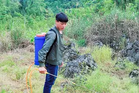 农村小伙帮妈妈干活，上山打农药，太孝顺了视频封面