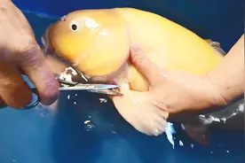 为只断鳍锦鲤，做恢复手术：好有爱的鱼主人视频封面