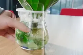 iPhone11设计图曝光，真正全面屏！库克：比X旗舰未来机还未来！视频封面