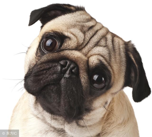 中国本土名犬——巴哥犬,要多少钱一个?