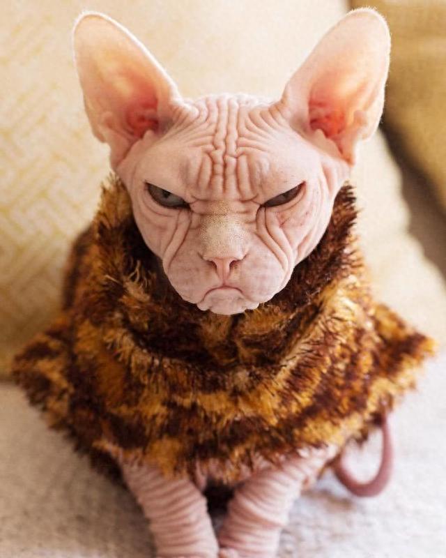 外星猫叫什么品种,价值4万块的无毛猫,长的很丑但是主人很喜欢 - 凑外