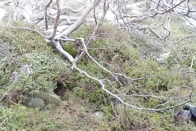 厉害了躲猫猫！英伤兵藏在德军司令部，三年多没被发现！