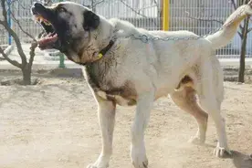 半年训练身价翻4倍能卖8万，犬界霸主土耳其坎高犬你喜欢吗视频封面