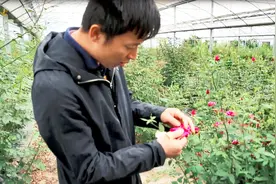 月季的杂交育种Part 1——去雄，了解一下视频封面