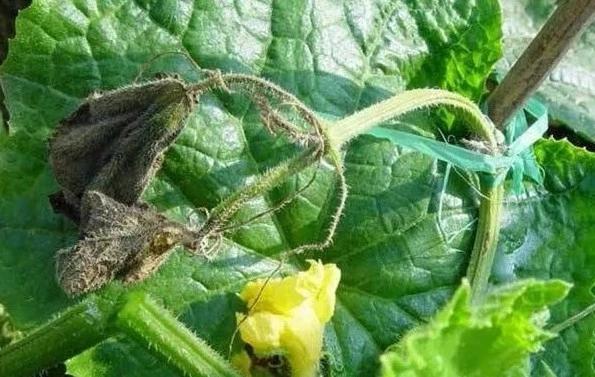 铜制剂使用别任性，使用不当惹事情