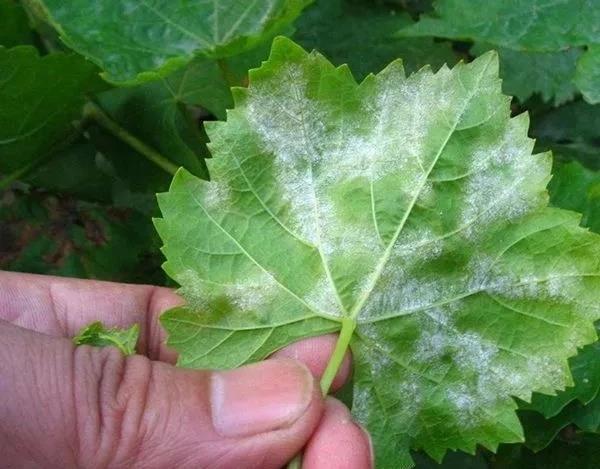 铜制剂使用别任性，使用不当惹事情