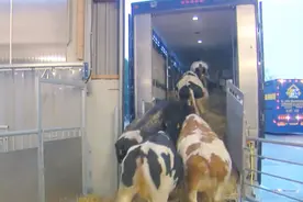 奶牛运输专用车，靠谱视频封面