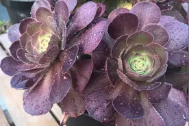 多肉植物高级篇，带你看看多肉法师、仙女杯系列，你能认识几种？视频封面