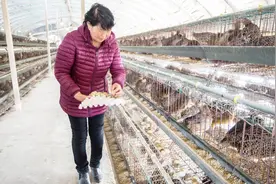 农村小伙养殖七彩山鸡，每天可产7000枚蛋，日进万元！视频封面