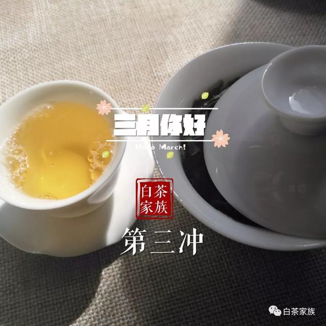 春白茶有何等魅力，惹万千茶友折腰？