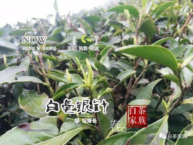 春白茶有何等魅力，惹万千茶友折腰？