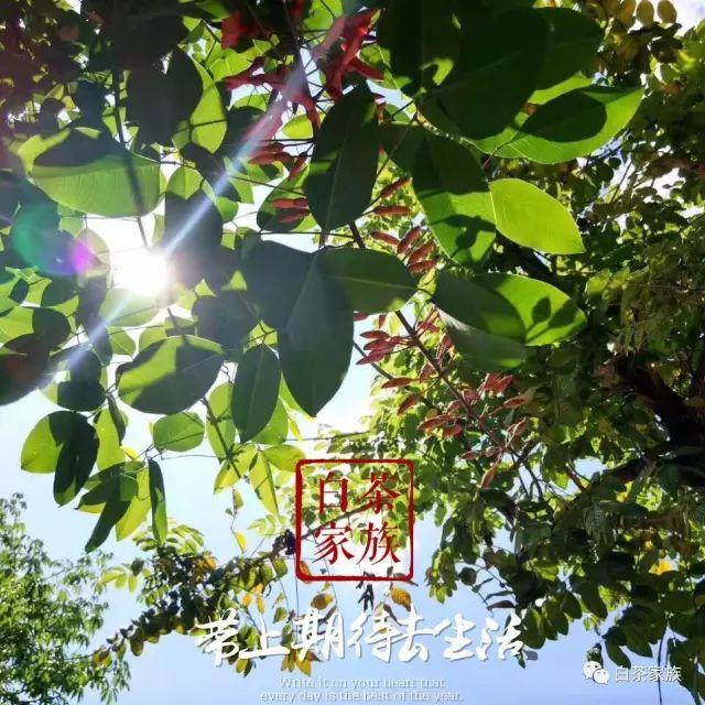 春白茶有何等魅力，惹万千茶友折腰？