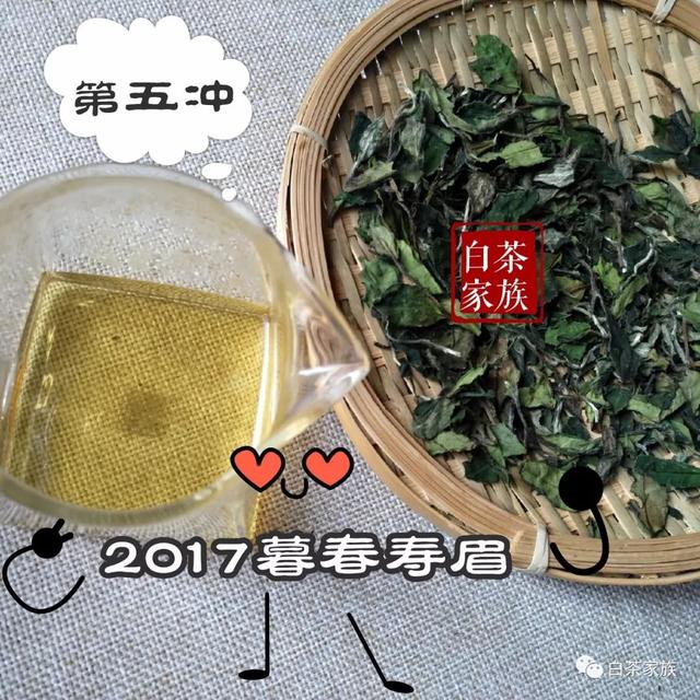 春白茶有何等魅力，惹万千茶友折腰？