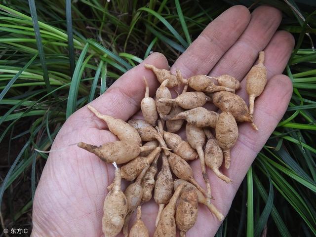 中医宝典：“麦冬”，养阴润肺，益胃生津