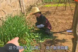 农村妈妈自制抽蒜薹神器，速度超快，只要一根竹子，大家用过吗