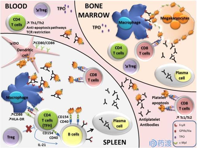 “血小板系列”之“血小板减少症治疗药物研究进展”