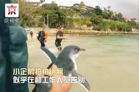 澳大利亚受伤小企鹅伤愈回大海视频封面