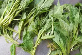 农村常见的野草，竟是珍贵的药材，一斤卖到30块钱，很值钱！视频封面