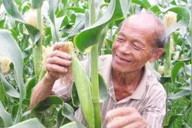 玉米侧芽掰了会影响玉米产量？听听专家怎么说，别犯错误了！