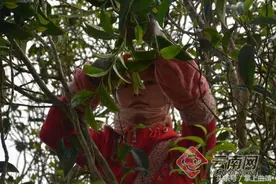 云南60座茶山今年春茶价发布 冰岛老树每公斤4.2万元仍供不应求图片
