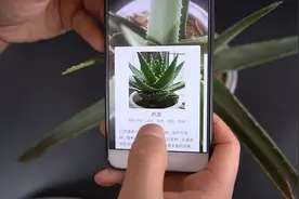 只需打开手机这功能，马上就能知道植物名字与介绍，赶紧试一下视频封面