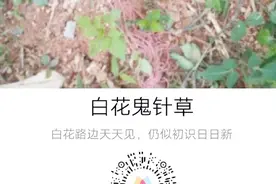 微信新功能太厉害了，对着花草扫一扫，3秒就知道植物的详细介绍视频封面