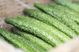 农村大妈教我的保存黄瓜的小妙招，这样保存20天都很新鲜视频封面