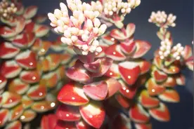 极易度夏多肉植物品种，爱星换盆简单快捷免服盆，推荐新手使用