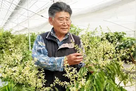 天哪，太漂亮了！老农在上海种出黄皮果，花开满树全身是宝视频封面