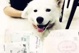 得知主人要出国，萨摩耶强行挽留，网友：真通人性！图片