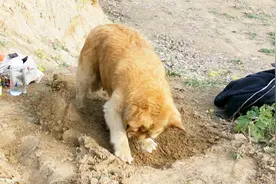 农村奶奶种花生，金毛狗狗帮助刨坑，可结果却让人哭笑不得！视频封面