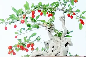 枸杞盆景盆景造型怎么修剪呢？不断养，不断剪，剪出好造型！视频封面