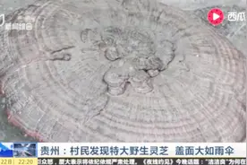 这个德多少钱！贵州村民发现特大野生灵芝 直径80厘米视频封面