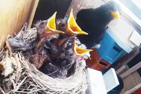 鸟儿居然跑到房间里面筑巢，每天都飞进飞出抓虫子来喂幼鸟