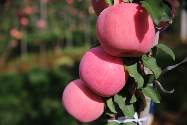 苹果树栽培技术|提高果品质量的思考