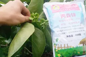 小农人买家秀——丙森锌视频封面