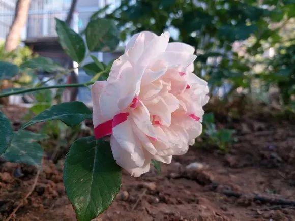 17种月季大集合,花大色艳,看看你认识多少?