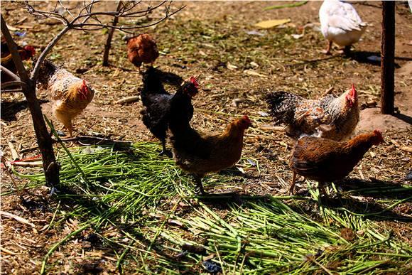 网上流传的各种能喂鸡吃的东西，养鸡户能信吗？