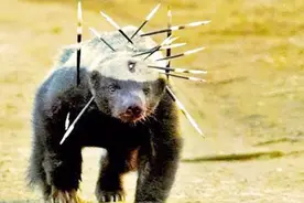 地球上6大最具攻击性的动物，“平头哥”也只能屈居第二！