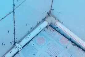 卫生间小飞虫蟑螂多？香烟泡水加点它，喷几下就消灭了一大片！视频封面